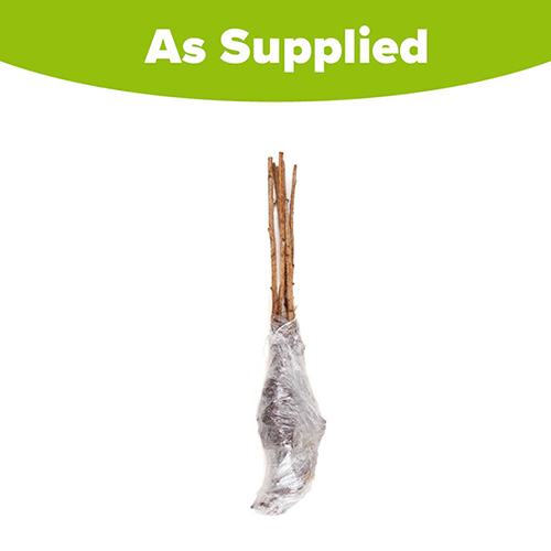 Premium Primocane Raspberry Autumn Bliss