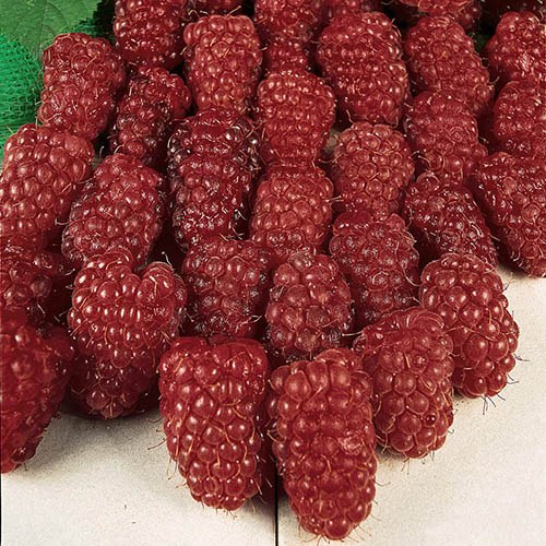 Thornless Loganberry YouGarden