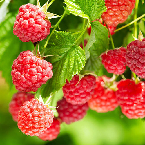 Raspberry Twotimer Sugana Red