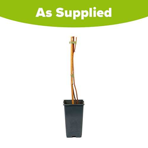 Raspberry Twotimer Sugana Red