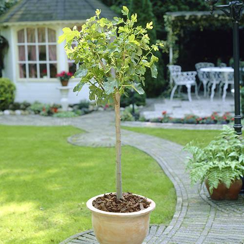 The Chelsea Fig standard tree
