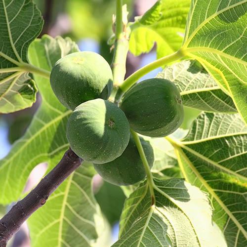 The Chelsea Fig standard tree