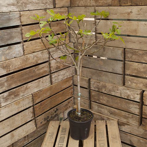 The Chelsea Fig standard tree