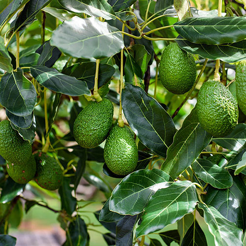 Avocado Tree Hass