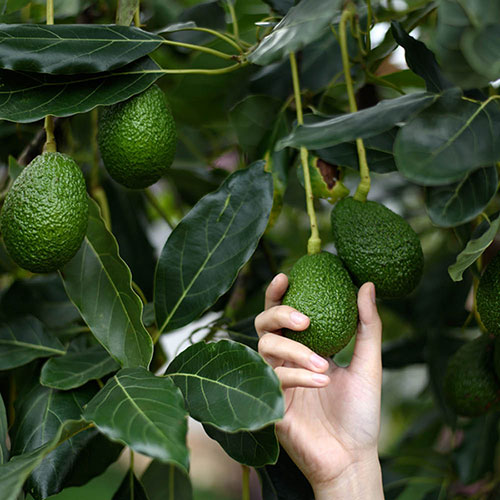 Avocado Tree Hass