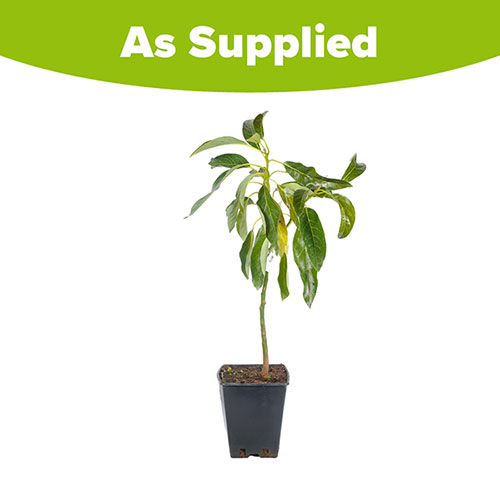 Avocado Tree Hass Avocado Tree Hass