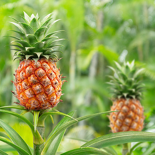 Edible Indoor Pineapple Plant Edible Indoor Pineapple Plant