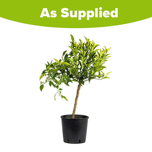 Citrus Mandarin Tree