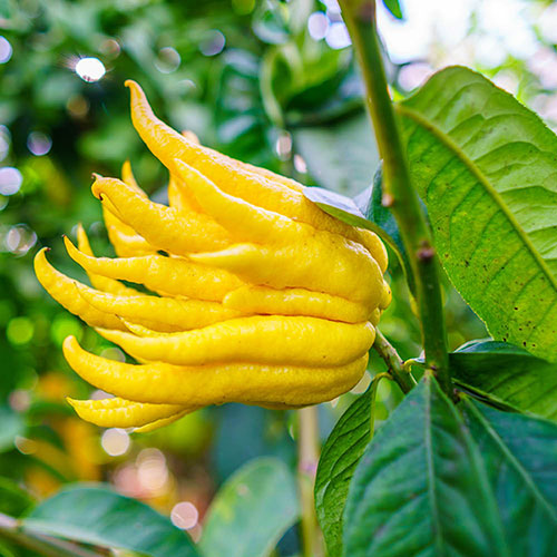 Citrus Buddhas Hand