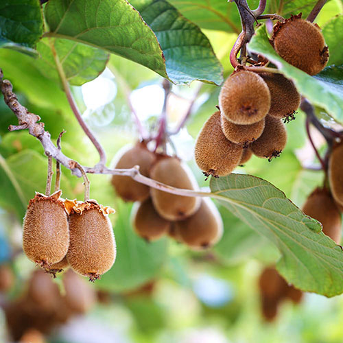 Self-fertile Kiwi Jenny Self-fertile Kiwi Jenny