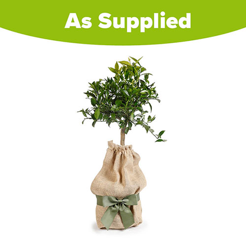 Citrus Mandarin Fruit Tree Gift Wrapped