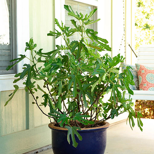 Ficus Little Miss Figgy