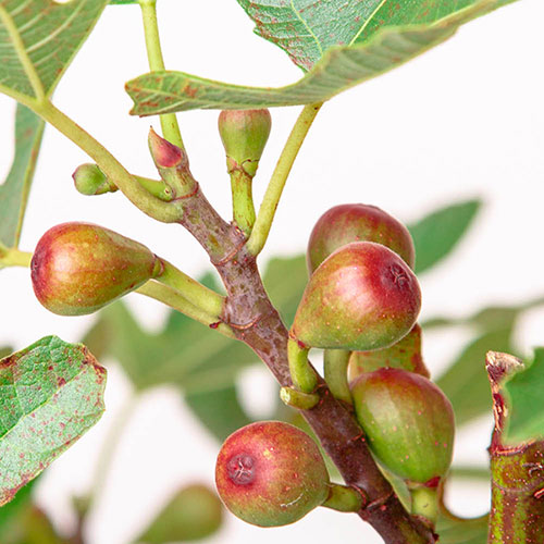 Ficus Little Miss Figgy