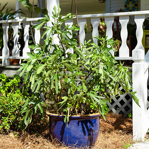 Ficus Little Miss Figgy