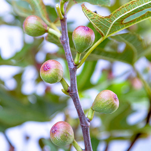 Ficus Little Miss Figgy