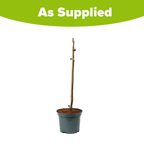 Ficus Little Miss Figgy