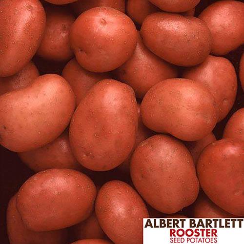 Premium Seed Potato Albert Bartlett Rooster Maincrop
