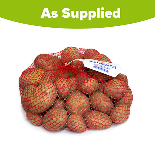 Seed Potato King Edward - maincrop