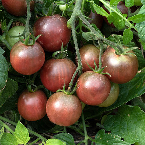 Tomato 'Rocola Chocolate'