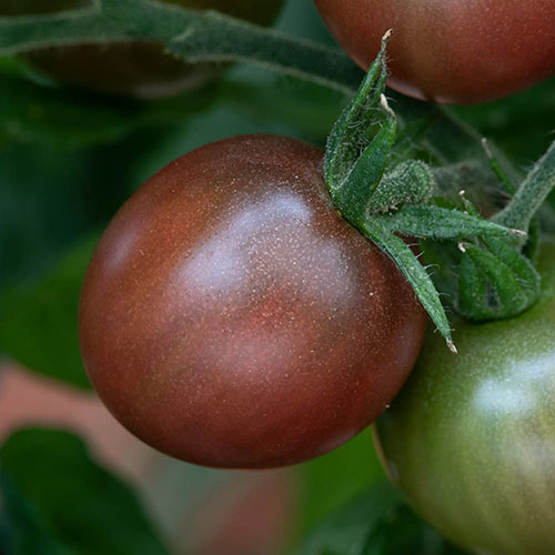 Tomato Rocola Chocolate Tomato Rocola Chocolate