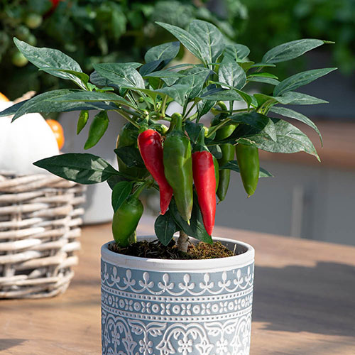 Pepper Jalapeno