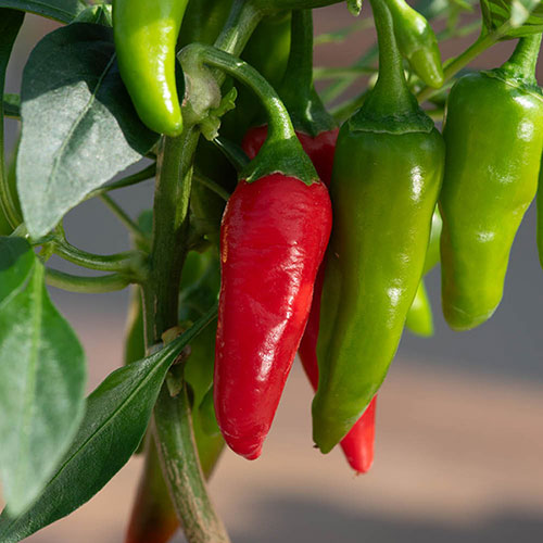 Pepper Cayenne Pepper Cayenne
