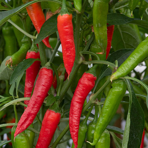 Chilli Hot Fiery Collection Chilli Hot Fiery Collection