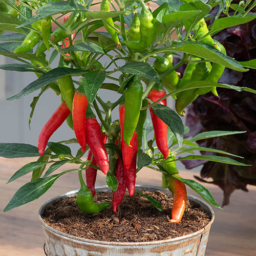 Chilli Hot Fiery Collection Chilli Hot Fiery Collection