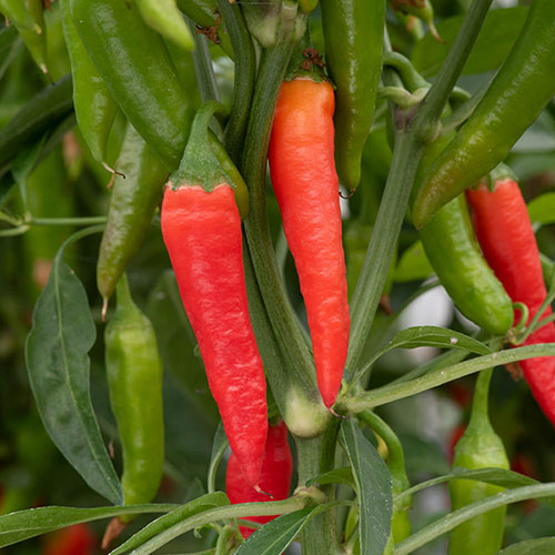 Chilli Hot Fiery Collection Chilli Hot Fiery Collection