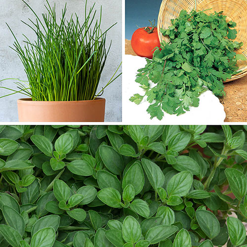 Aromatic Herb Collection Aromatic Herb Collection