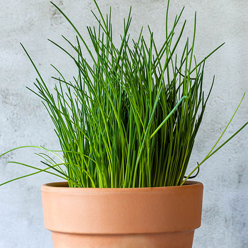 Aromatic Herb Collection Aromatic Herb Collection