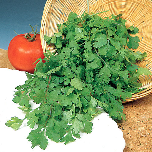 Aromatic Herb Collection Aromatic Herb Collection