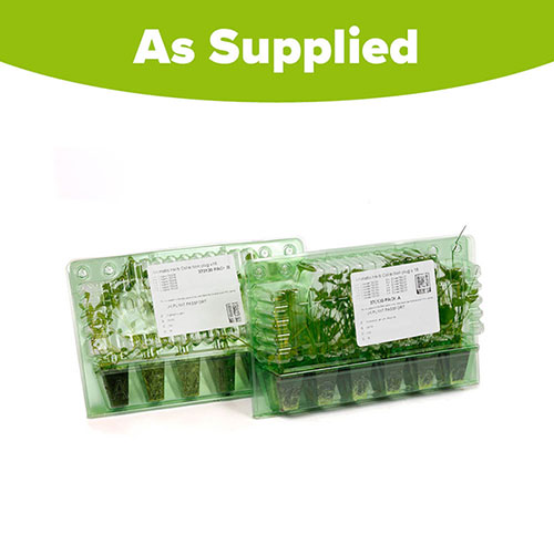 Aromatic Herb Collection