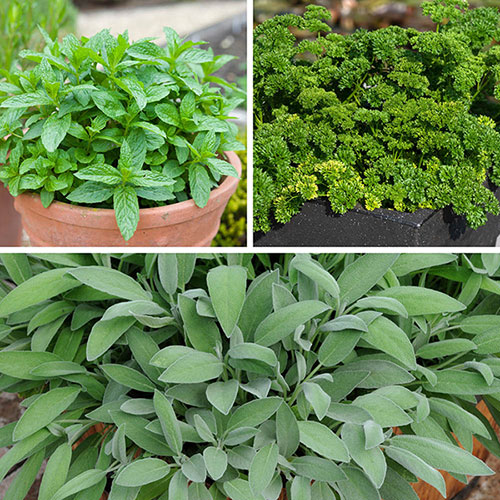 Chefs Favourites Herb Collection Chefs Favourites Herb Collection