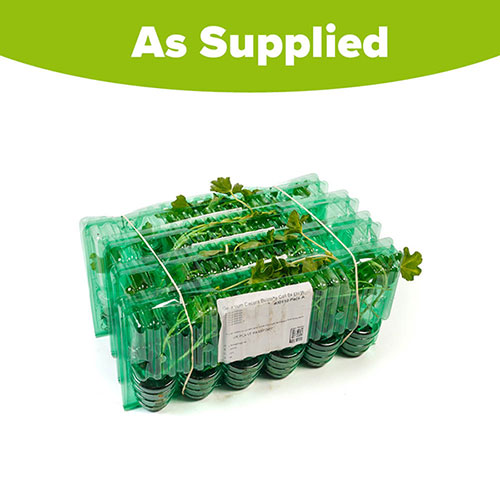 Trailing Balcony Geranium Decora Collection Trailing Balcony Geranium Decora Collection