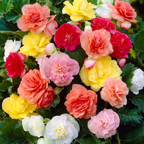 Begonia 'Non Stop' Mix