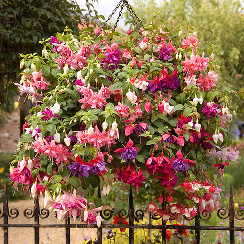 American Fuchsia Collection