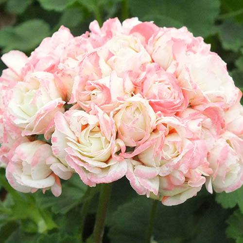 Geranium Rosebud ‘Appleblossom’