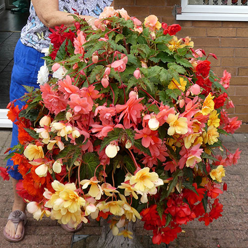 Begonia Colour Cascade Begonia Colour Cascade