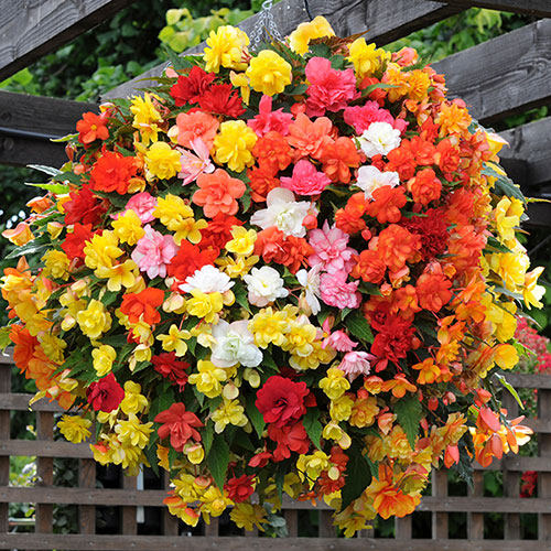Begonia Colour Cascade Begonia Colour Cascade