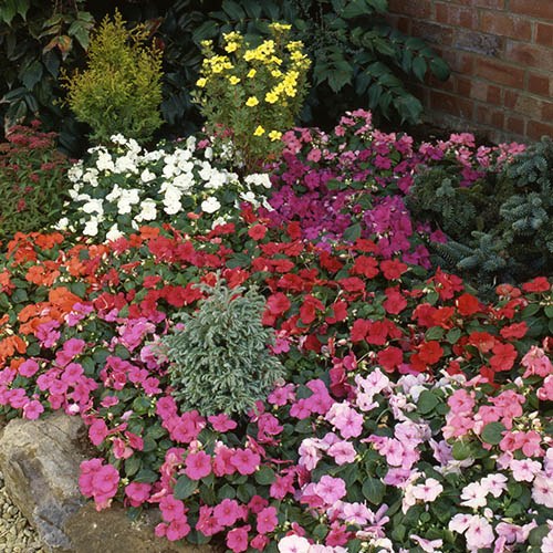 Impatiens Busy Lizzie DeZire mix 20 large garden ready plants