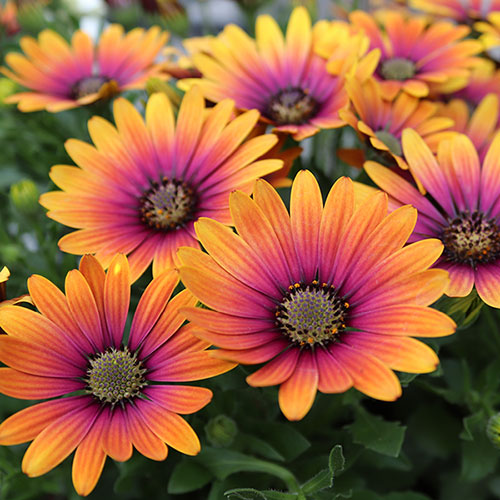 Osteospermum Purple Sun Osteospermum Purple Sun