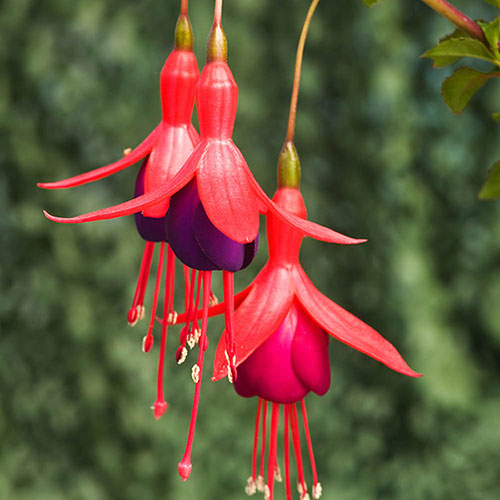 Complete Winter Hardy Fuchsia Plug Collection