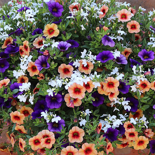 Fruit Salad Hanging Basket Plug Plants Fruit Salad Hanging Basket Plug Plants