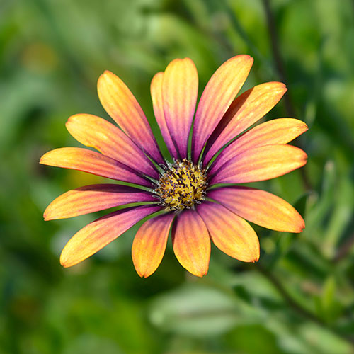 Osteospermum Purple Sun Osteospermum Purple Sun