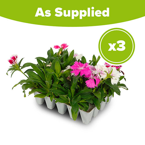 Sweet William Gem Sweet William Gem