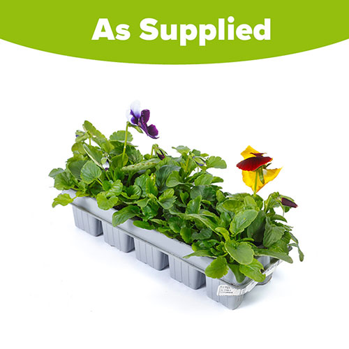 Pansy Colourburst Pansy Colourburst