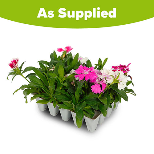 Sweet William Gem Sweet William Gem