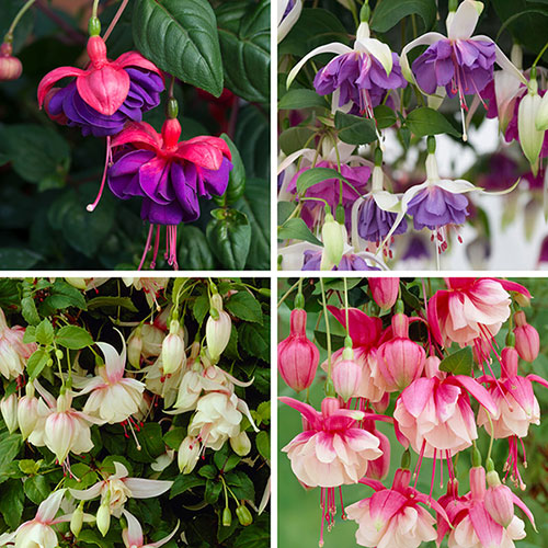 Trailing Fuchsia Collection Trailing Fuchsia Collection