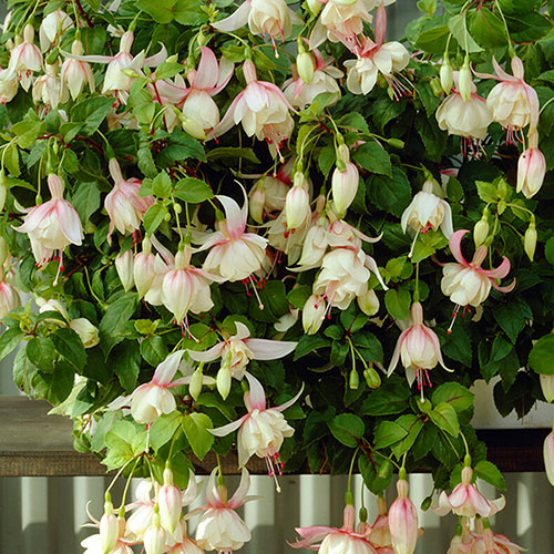 Trailing Fuchsia Collection Trailing Fuchsia Collection